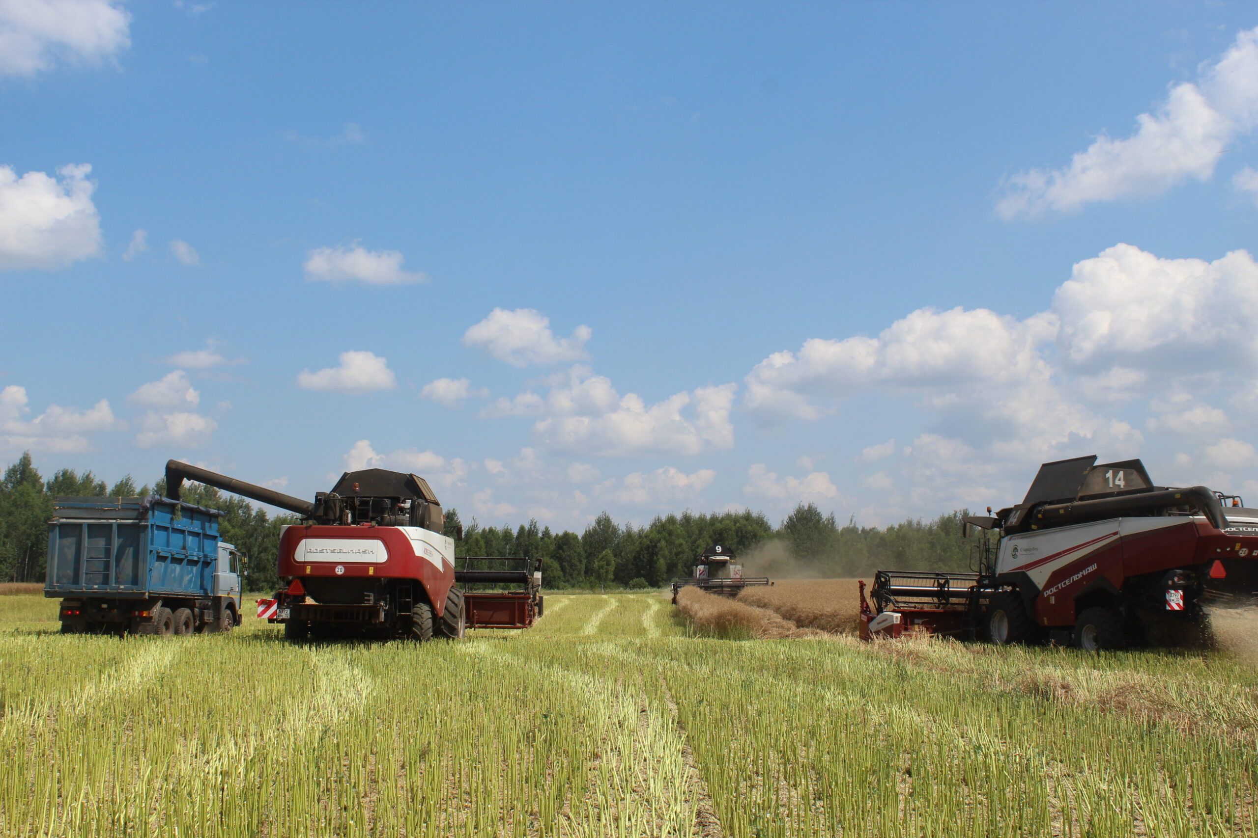 В Гордеевском районе приступили к уборке рапса