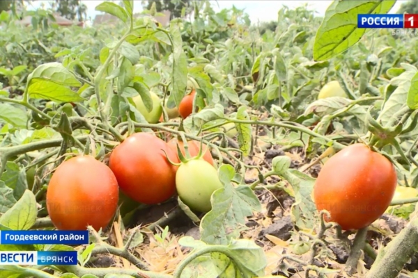 На Брянщине в разгаре уборка овощей