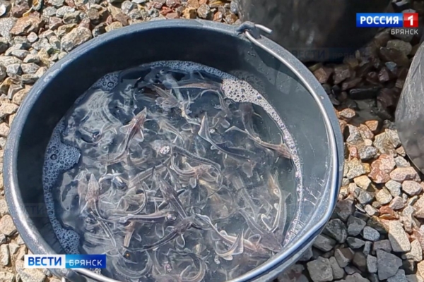 В Брянской области царская рыба пополнила акваторию Десны