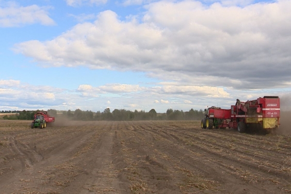 Брянские аграрии завершили уборку картофеля ранних сортов