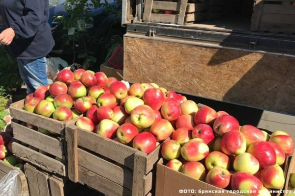 В Брянской области с 17 августа откроются ярмарки выходного дня