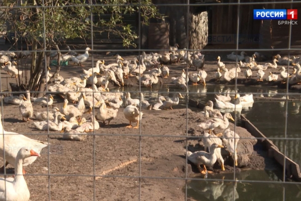 Брянцы получили грант на «Агростартап» для развития сельского хозяйства