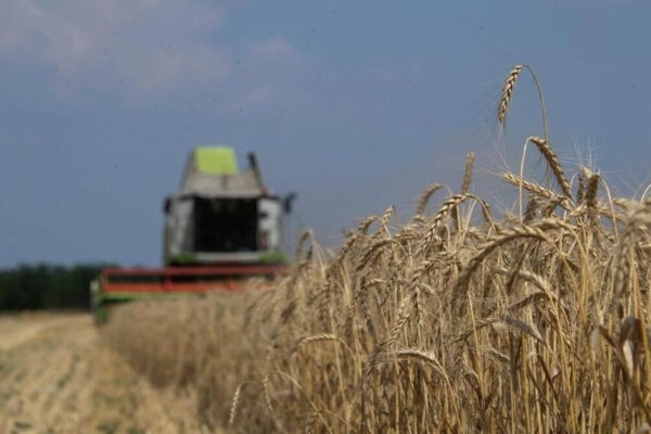 В Брянской области близится к завершению уборка зерновых