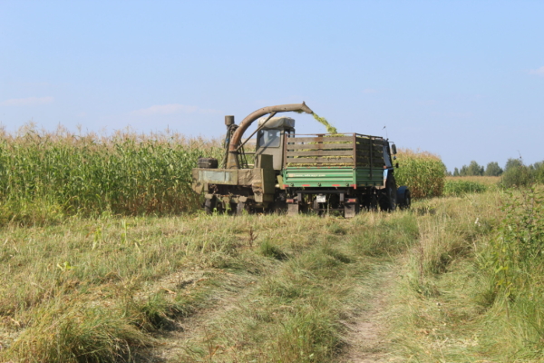 Уборка кукурузы на силос