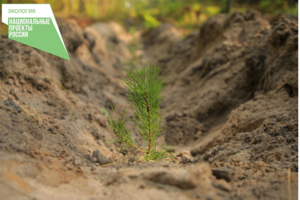 В Брянской области лесовосстановление выполнено на площади 2,9 тысячи гектара