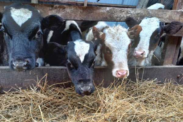 Впереди — зимовка