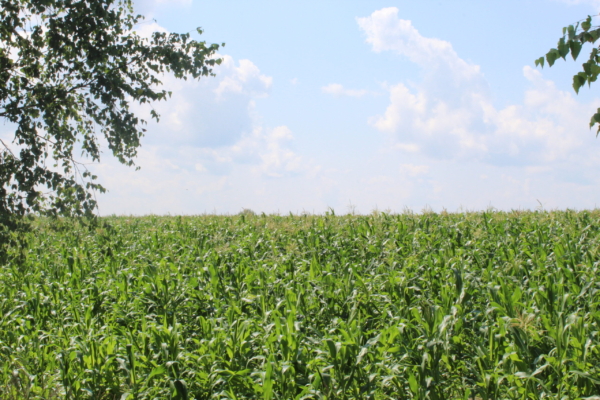 В Гордеевском районе определили структуру посевных площадей