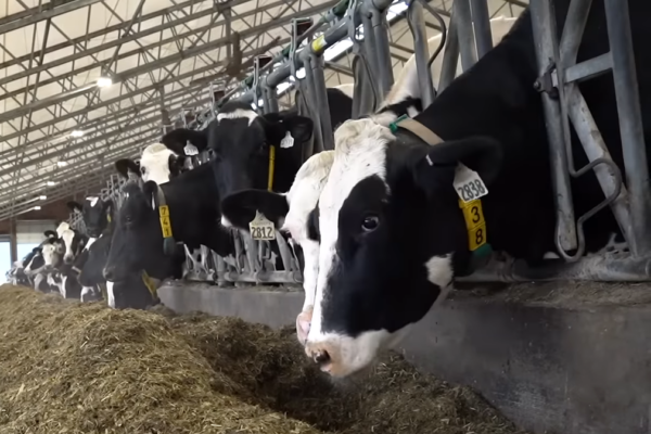 Молоко как основной источник доходов