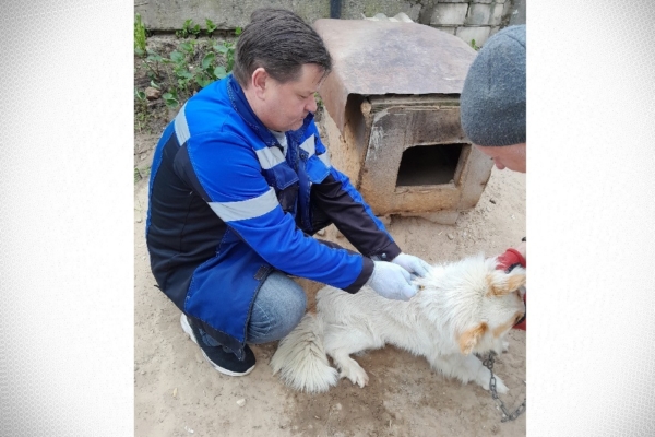 Бешенство и его профилактика