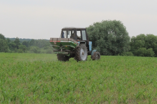 Подкормить кукурузу – значить получить хороший урожай