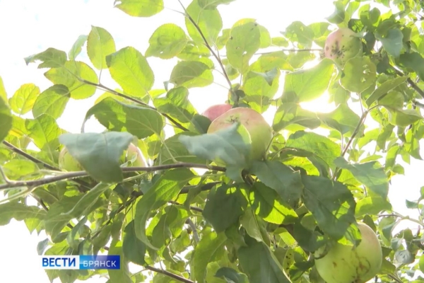 Брянцы отмечают Яблочный Спас