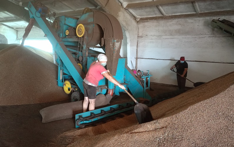 Первая на очереди — пшеница