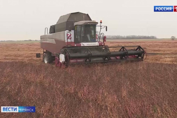 На Брянщине началась уборка гречихи