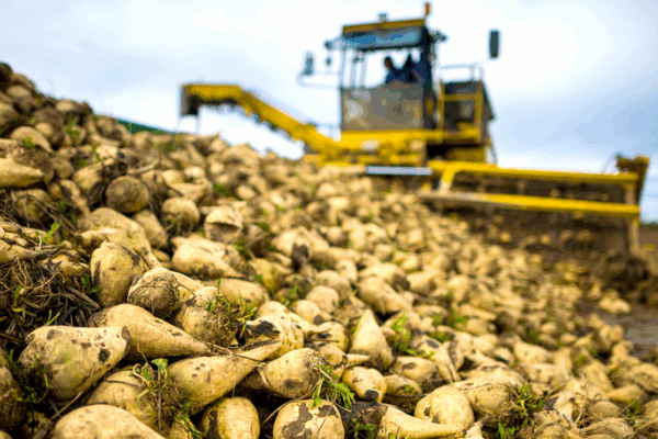 На Брянщине раньше срока начали уборку сахарной свеклы