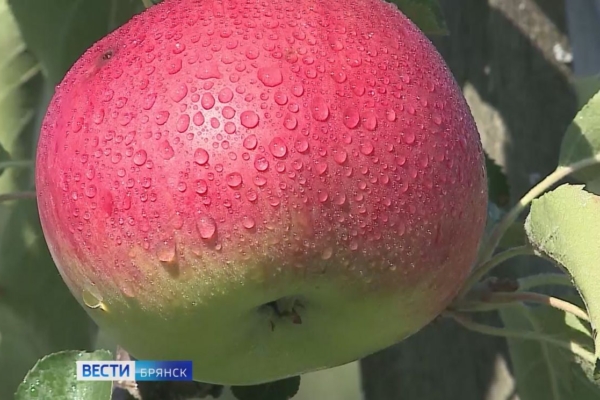 На Брянщине завершается сбор яблок
