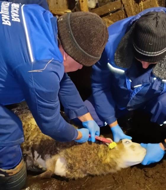 Владельцам коз и овец необходимо промаркировать и поставить на учет своих животных