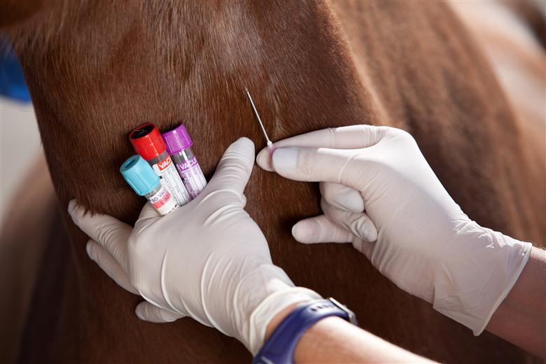 Следят за здоровьем животных