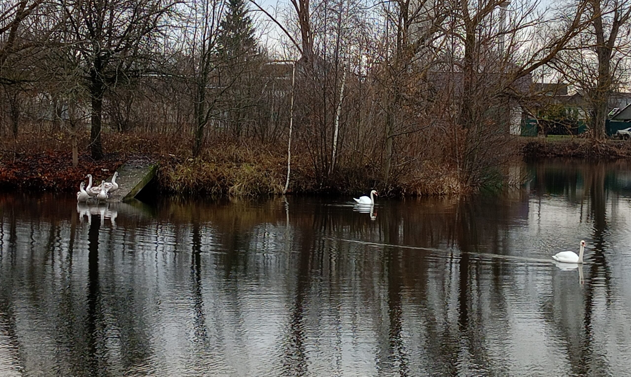 На Гордеевском озере обосновались лебеди