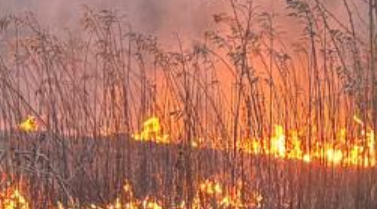 Травяной пал  – процесс неуправляемый